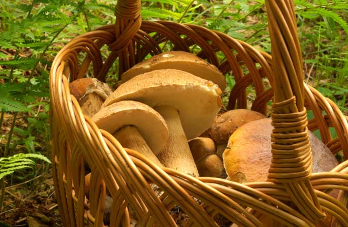 Non correre rischi con i funghi Non correre rischi con i funghi