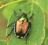Lotta al coleottero scarabeide del Giappone "Popillia japonica"